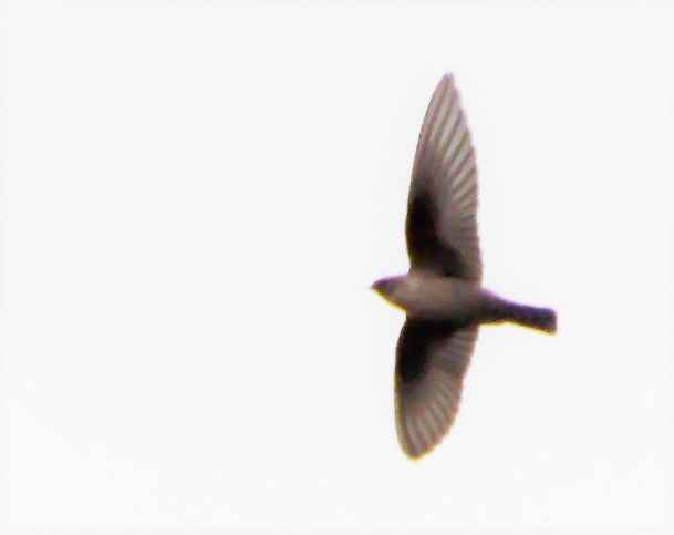 Eurasian Crag-Martin